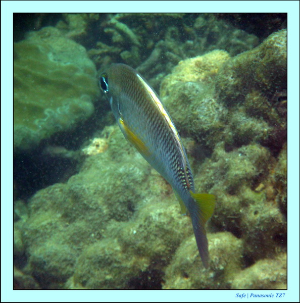 2011 - 03 - Koh Ngai 106